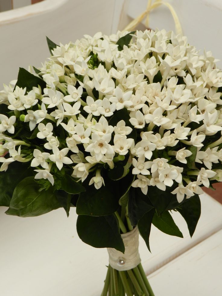 Jasmine